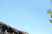 IMG_5515Vultures1small.jpg