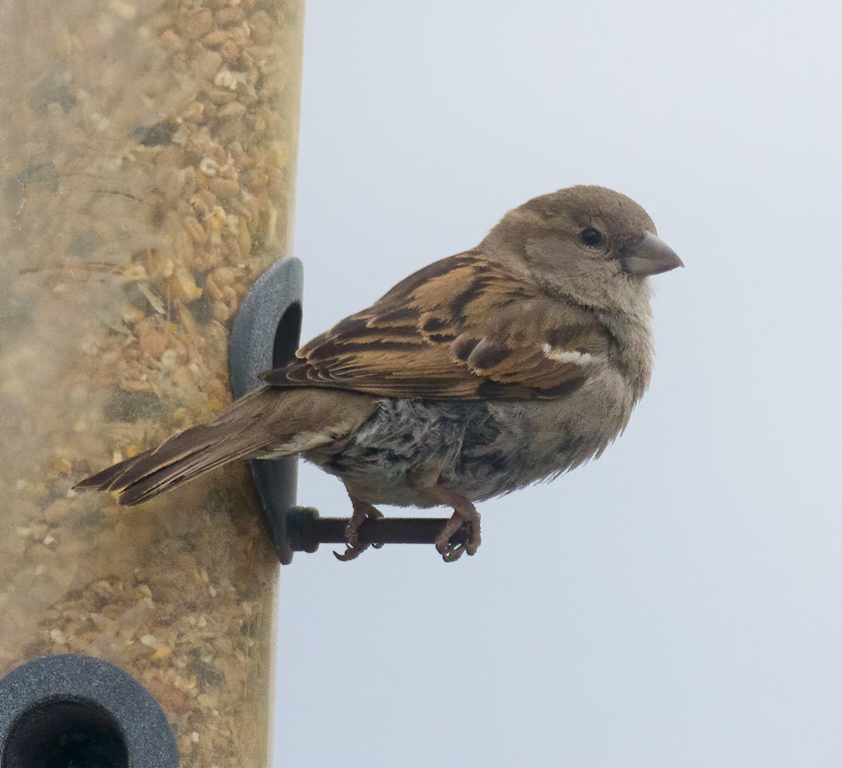 sparrow2.jpg